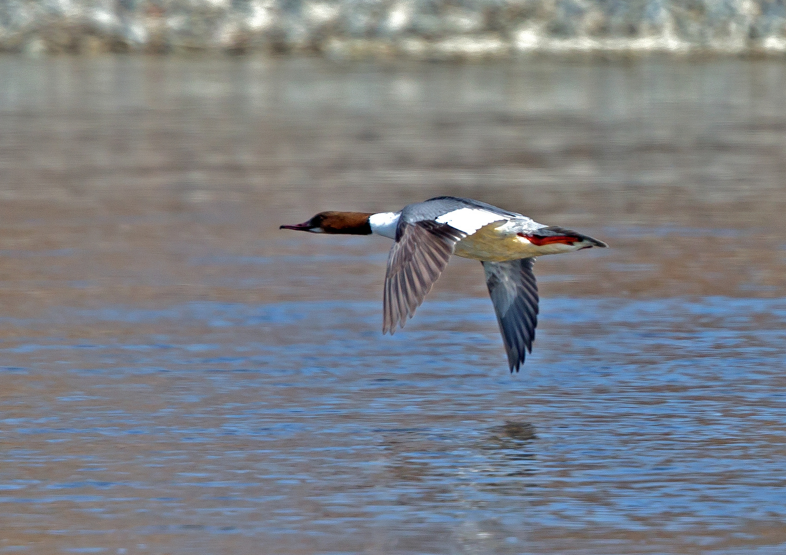 Gänsesäger am Bodensee