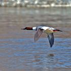 Gänsesäger am Bodensee