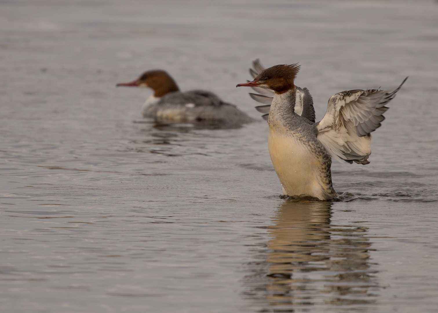 Gänsesäger am Federsee