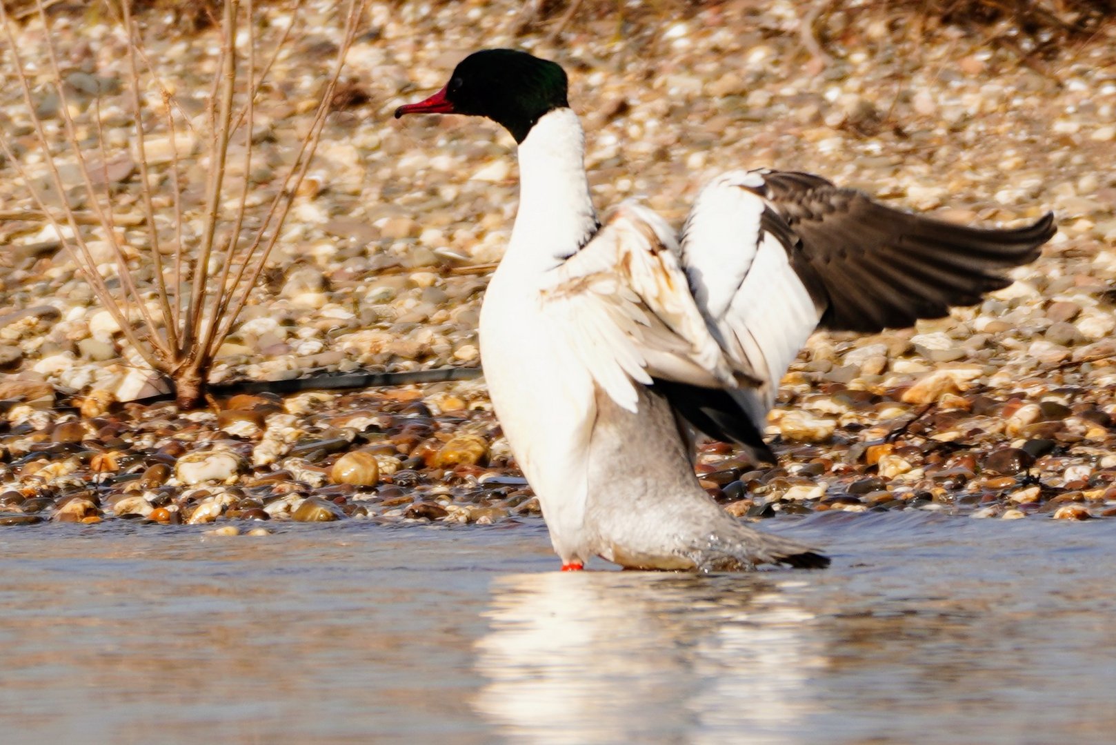 Gänsesäger am Rhein bei Düsseldorf