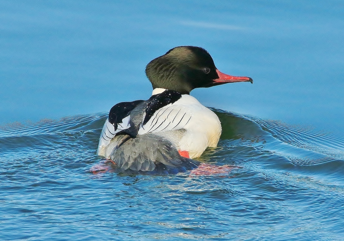 Gänsesäger am See 