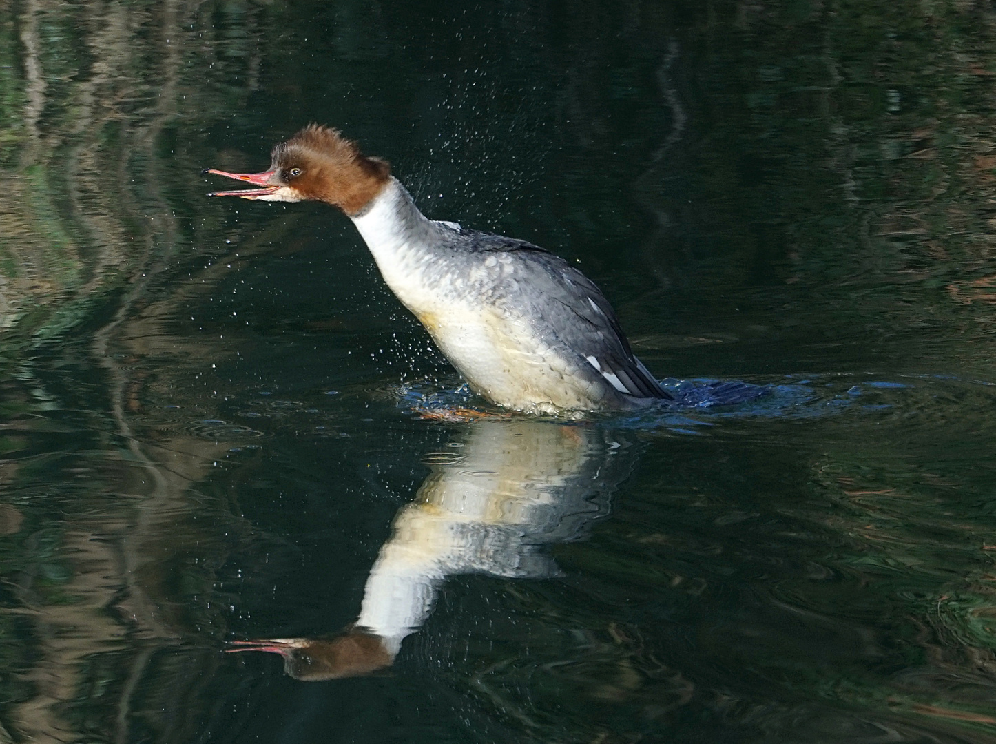 Gänsesäger am Spiegeltag