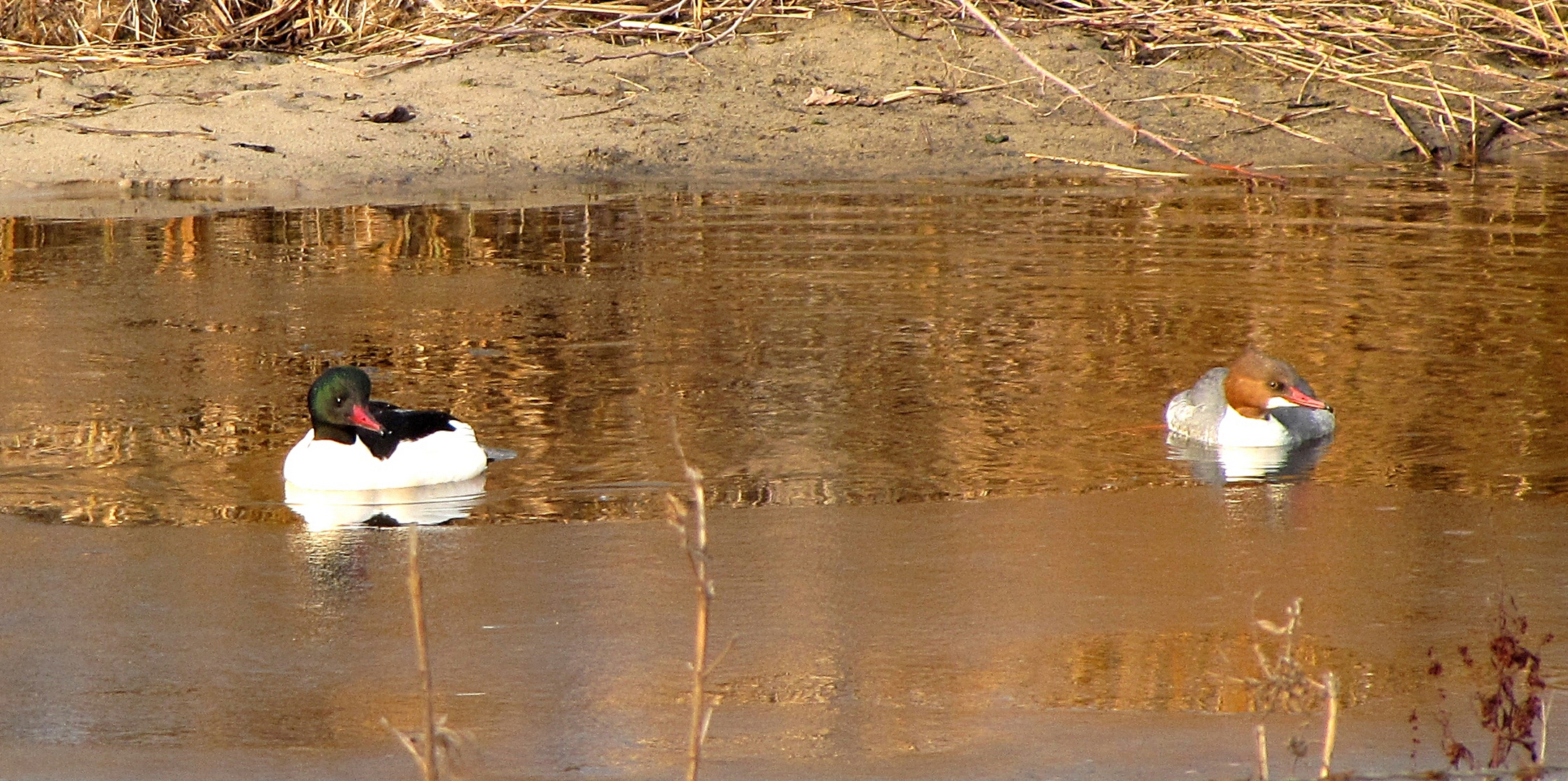 Gänsesäger am Steinhorster Becken