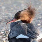 Gänsesäger an der Donau