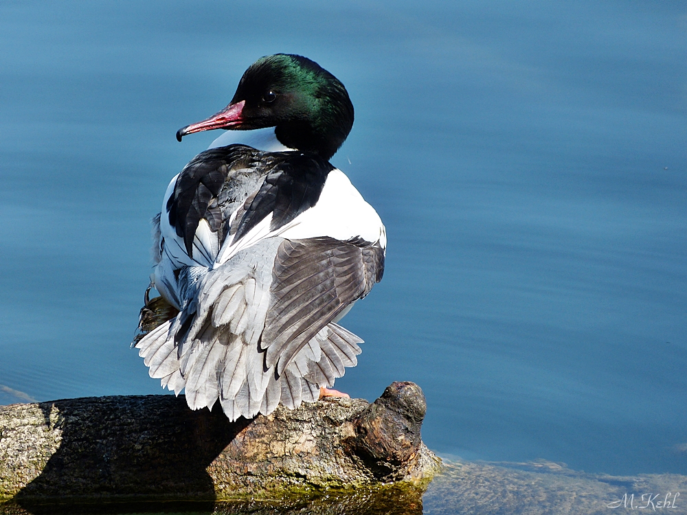 Gänsesäger an der  schönen Limmat