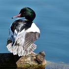 Gänsesäger an der  schönen Limmat