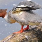 Gänsesäger auf der Donau bei Ulm