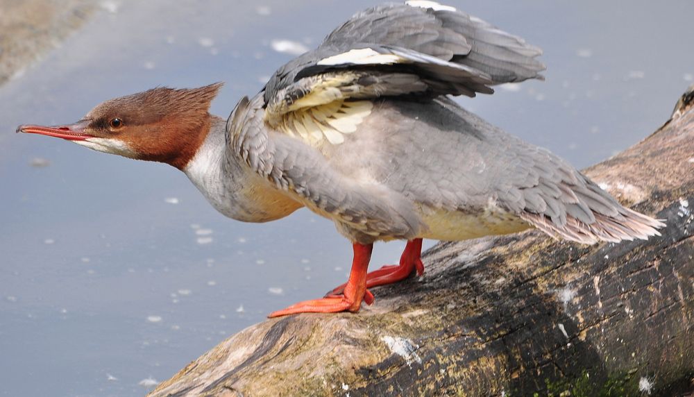 Gänsesäger auf der Donau bei Ulm