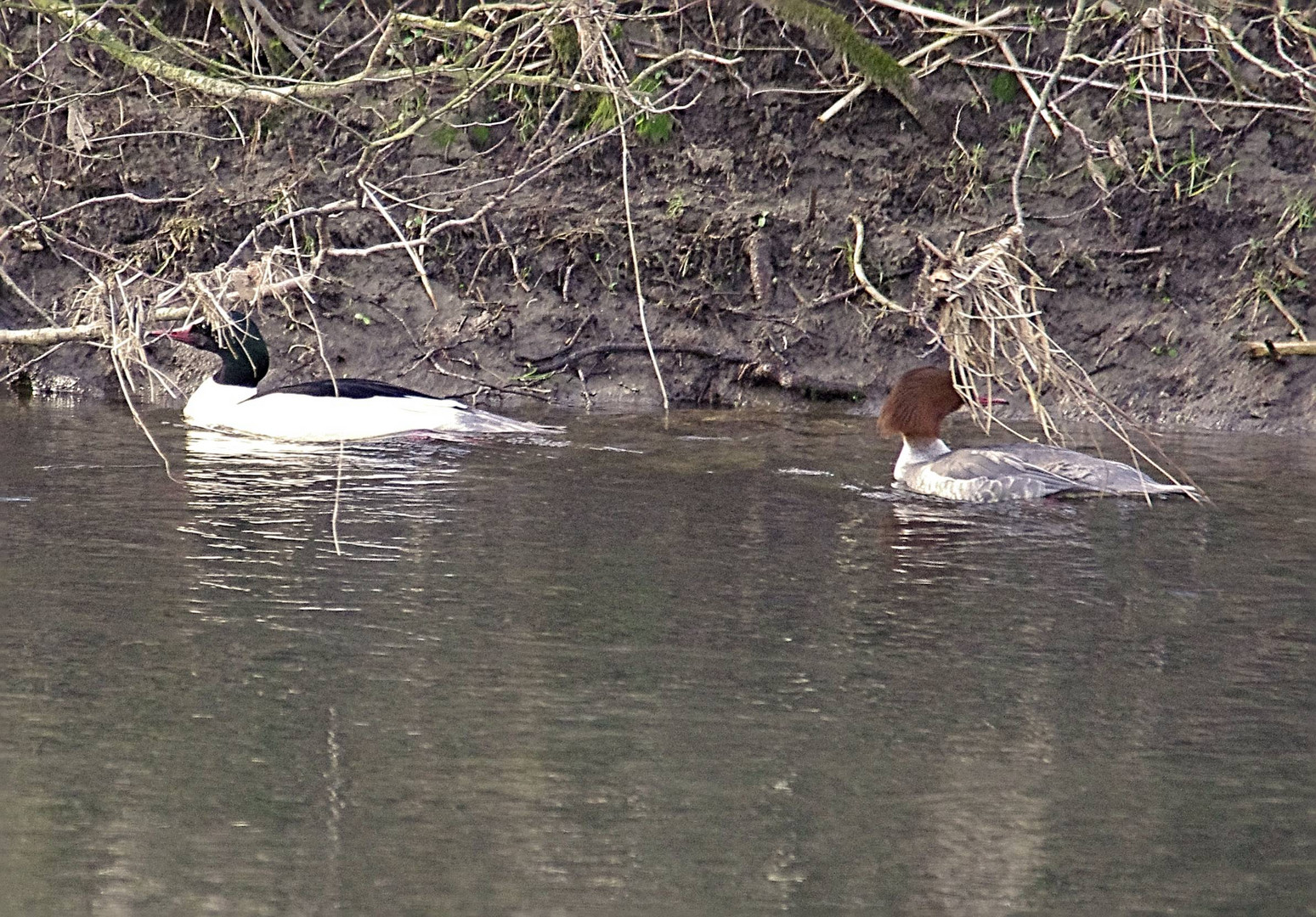 Gänsesäger auf der Ruhr