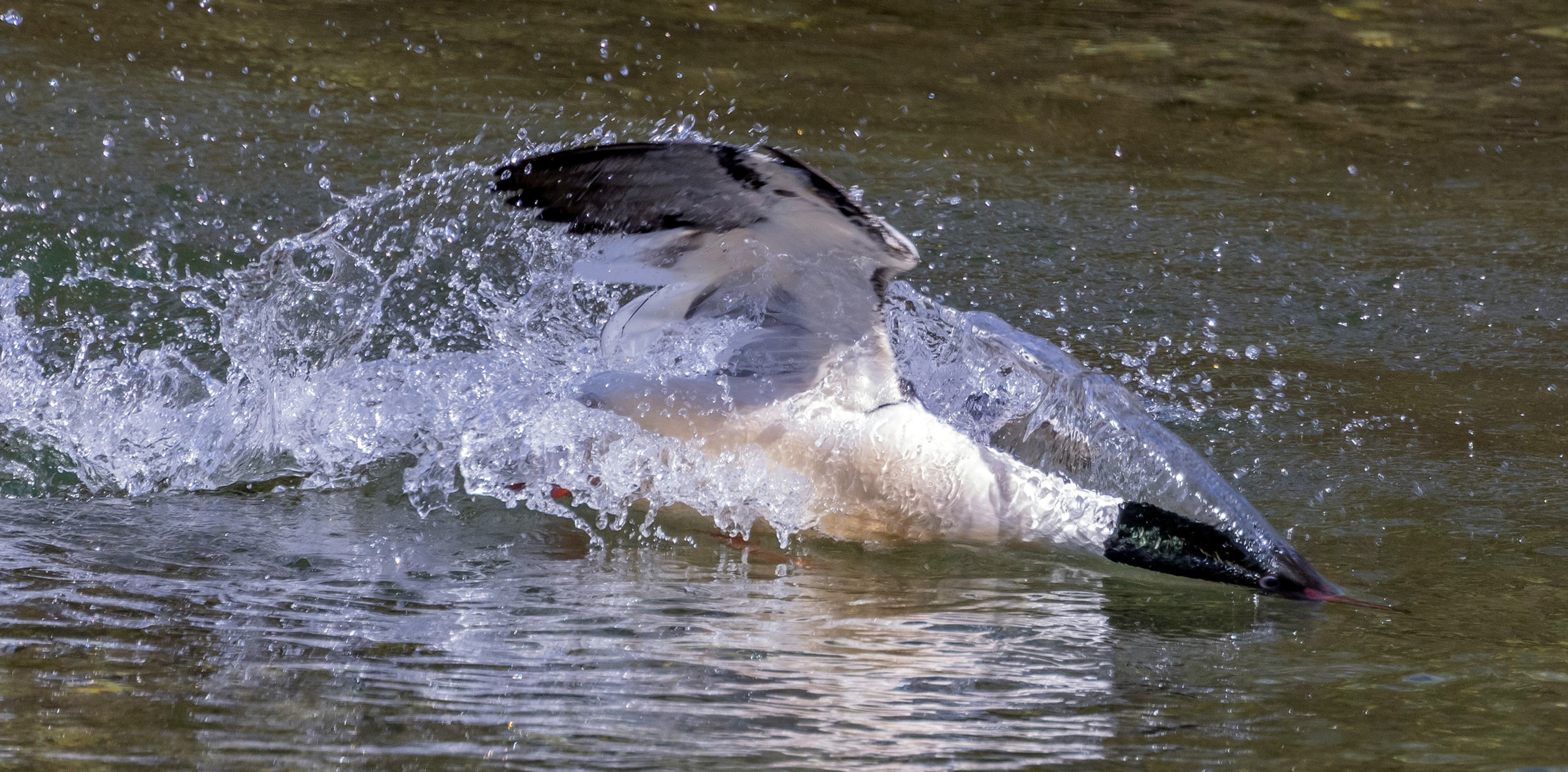 Gänsesäger auf Fischjagd