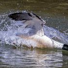 Gänsesäger auf Fischjagd