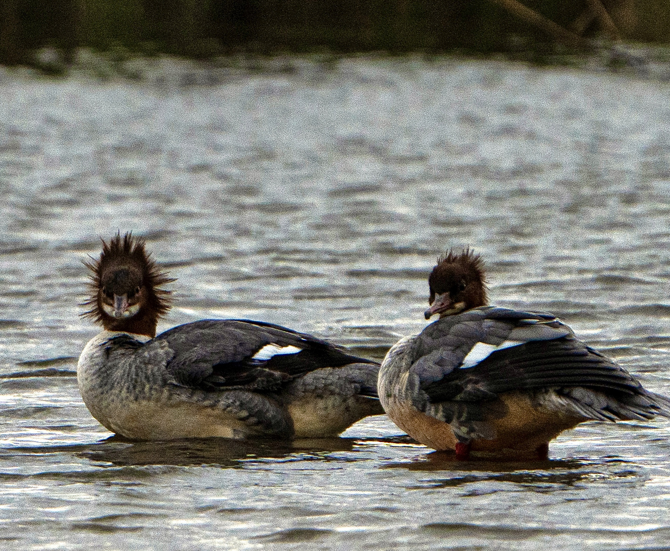 Gänsesäger auf Zwischenstop