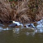 Gänsesäger, aufgescheucht