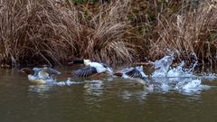 Gänsesäger, aufgescheucht