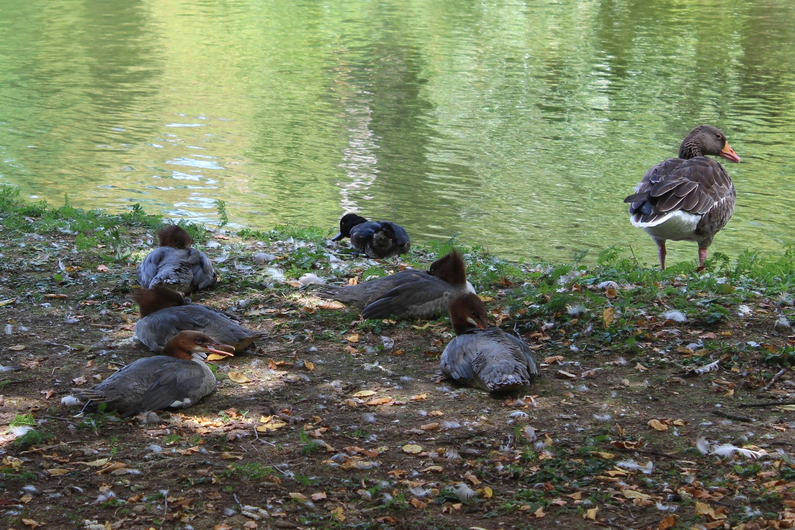 Gänsesäger