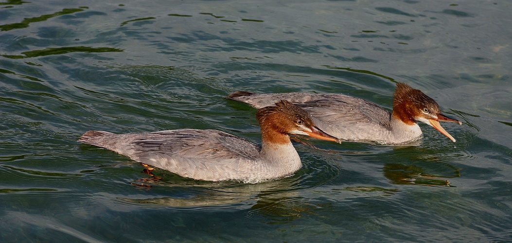 Gänsesäger