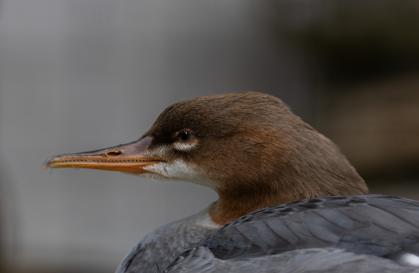 Gänsesäger