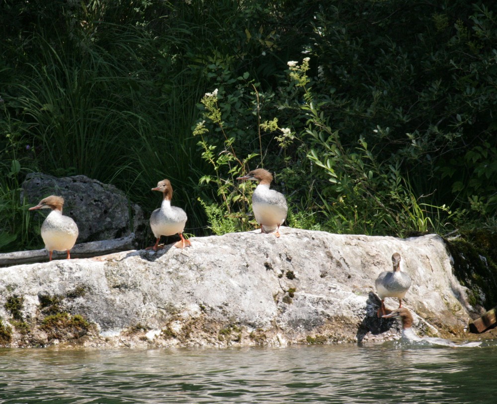 Gänsesäger