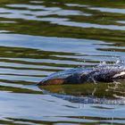 Gänsesäger beim "Einflug ins Wasser"