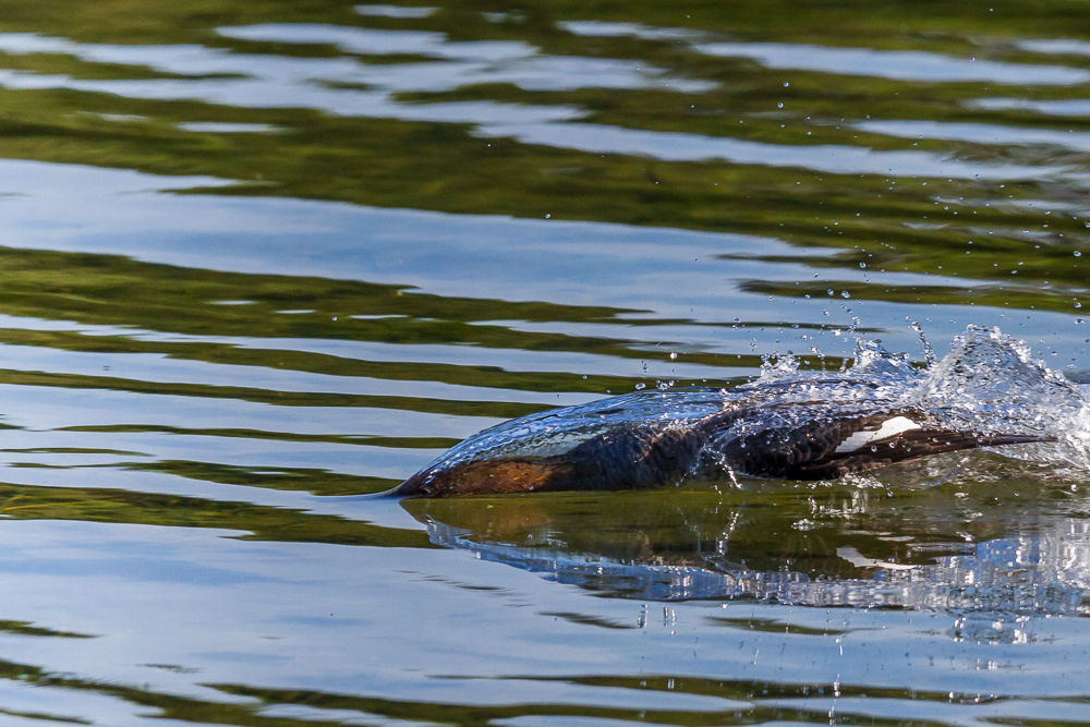 Gänsesäger beim "Einflug ins Wasser"