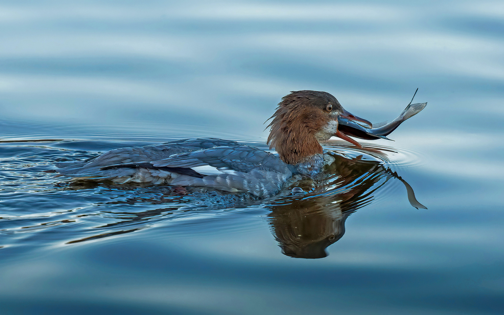 GÄNSESÄGER beim Fischfang