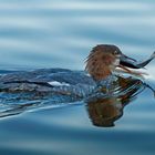 GÄNSESÄGER beim Fischfang