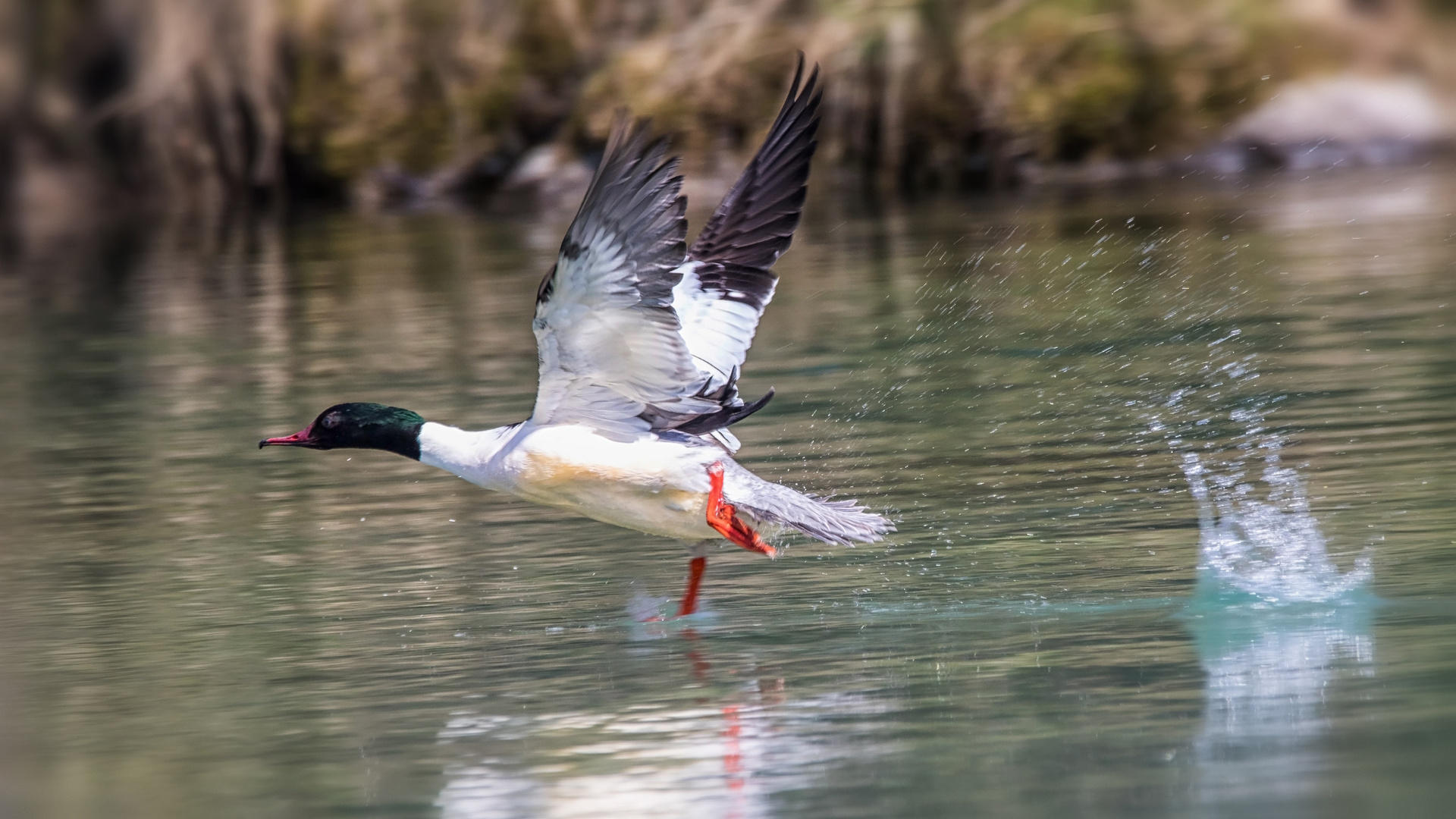 Gänsesäger beim Start