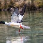 Gänsesäger beim Start