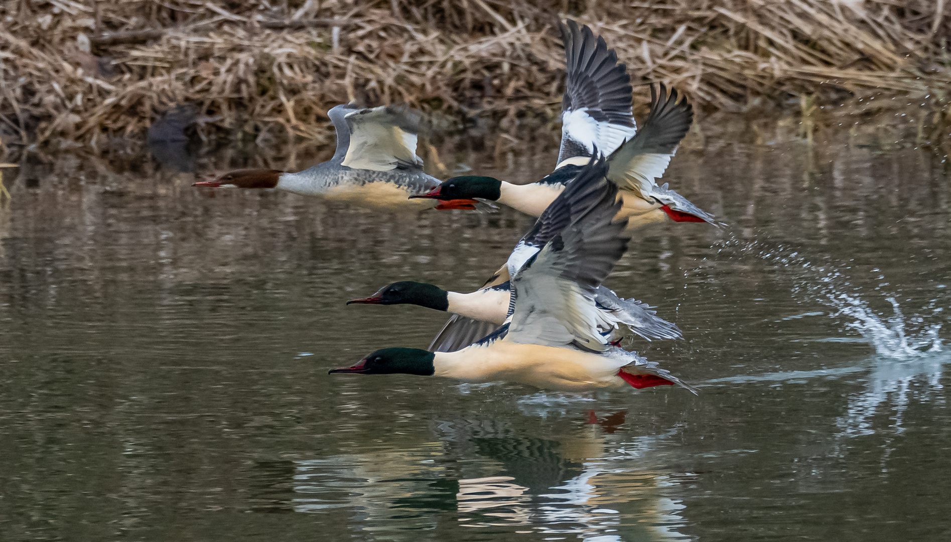 Gänsesäger beim Start