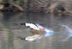 Gänsesäger beim Start