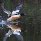 Gänsesäger beim Start zum Flug