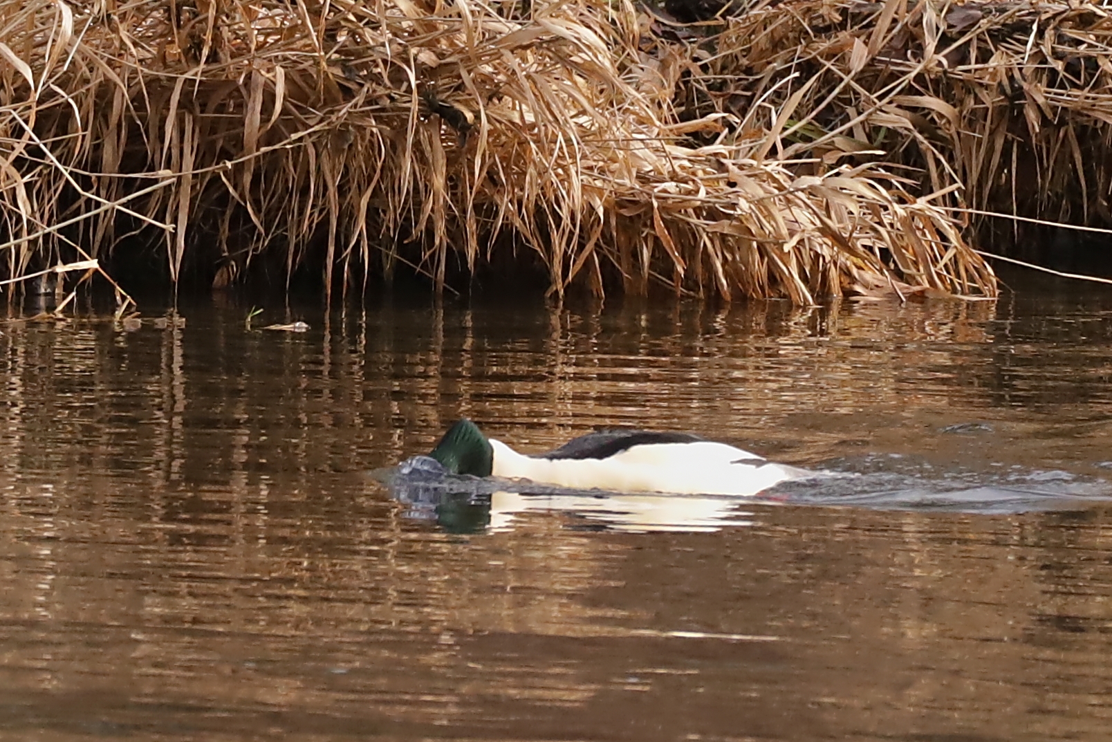 Gänsesäger beim wasserlugen (2018_12_18_EOS 6D Mark II_9556_ji)