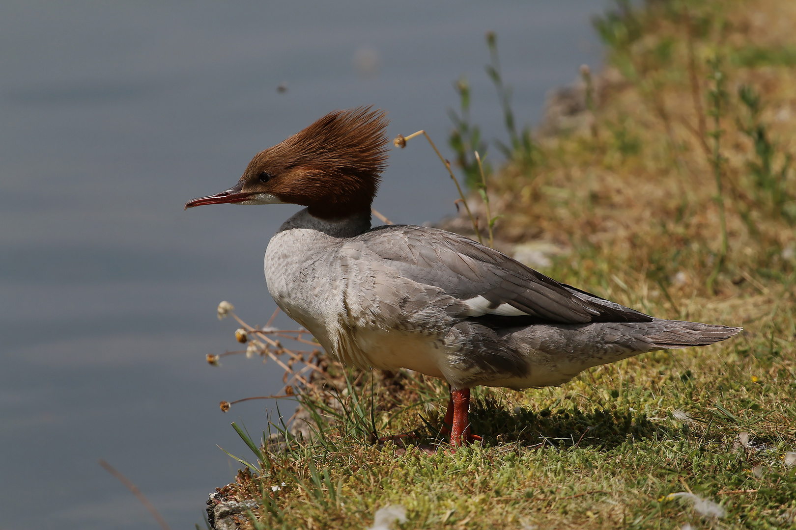 Gänsesäger