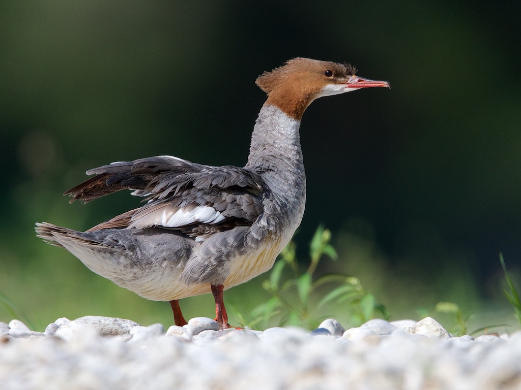 Gänsesäger