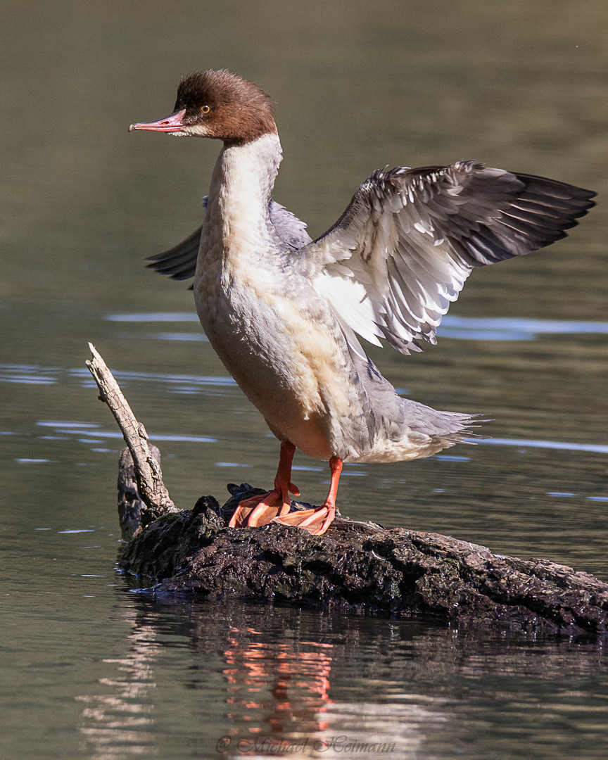 Gänsesäger