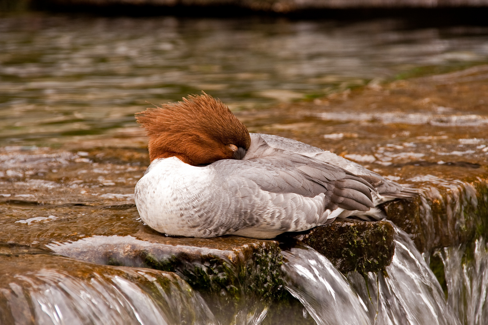 Gänsesäger