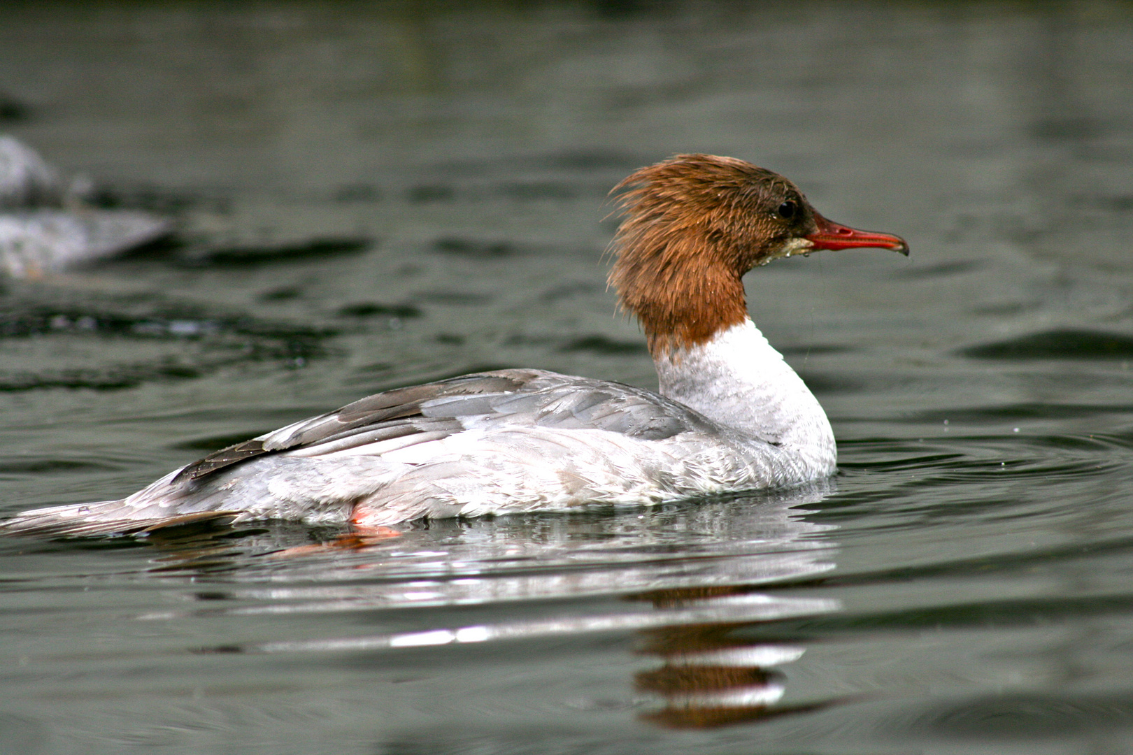 Gänsesäger