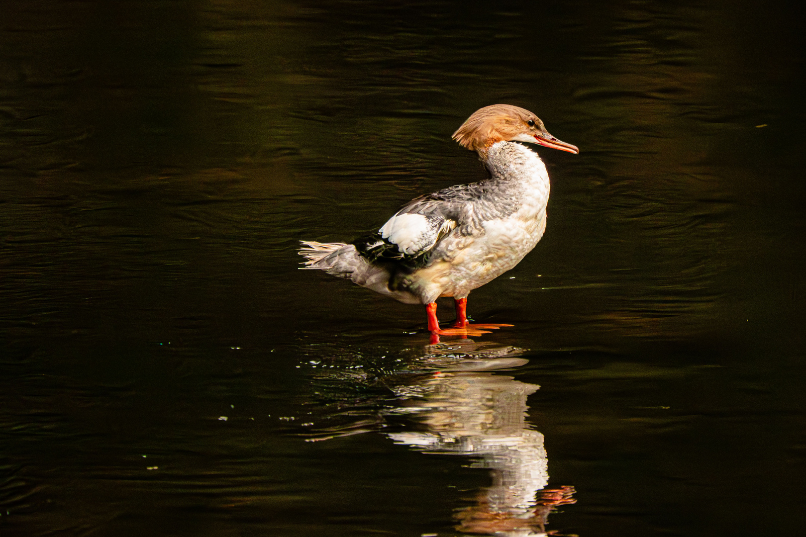 Gänsesäger 