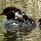 Gänsesäger das grosse durcheinander