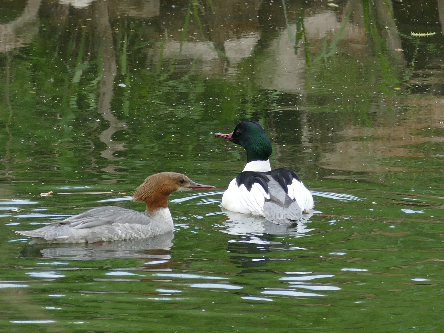 Gänsesäger