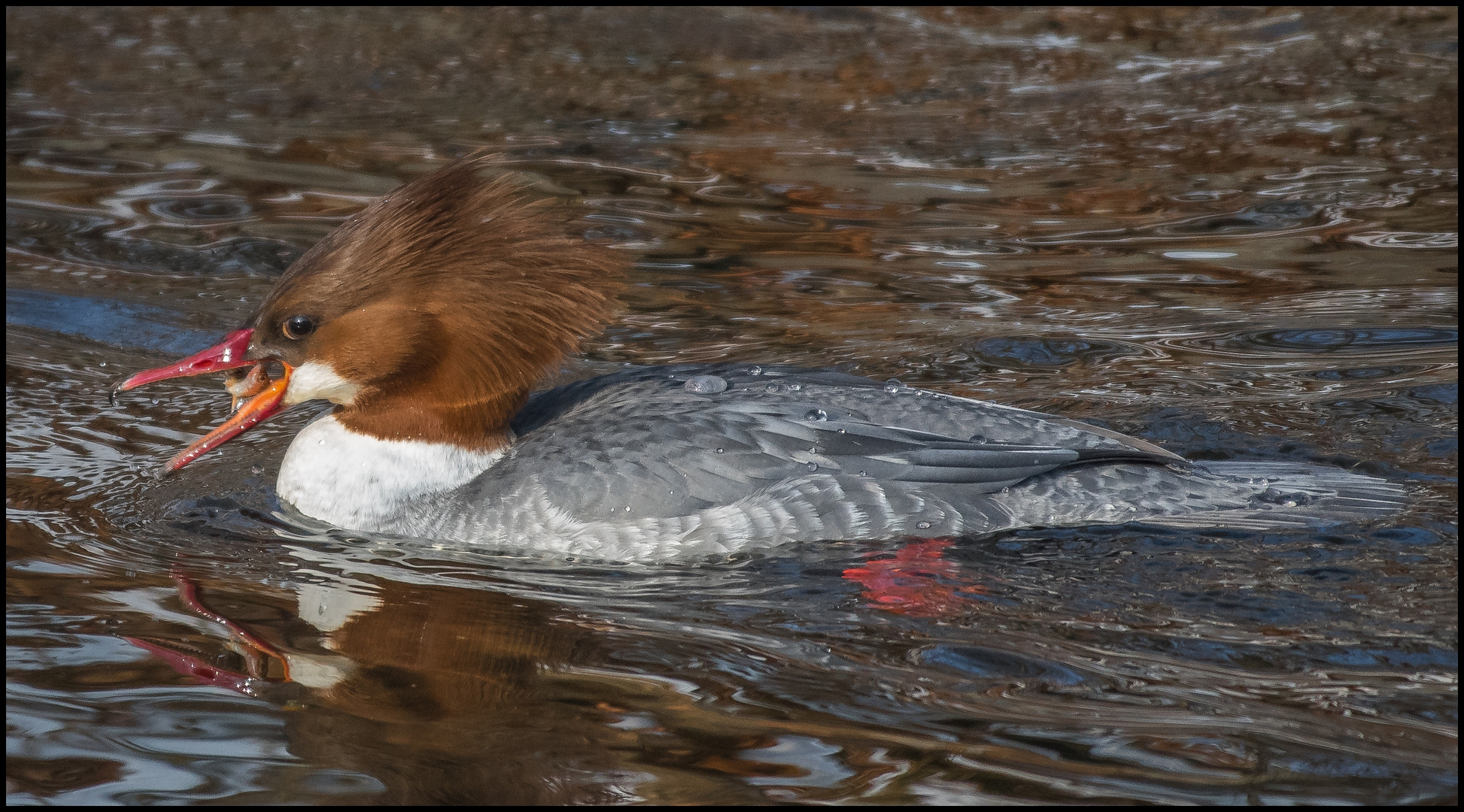 Gänsesäger