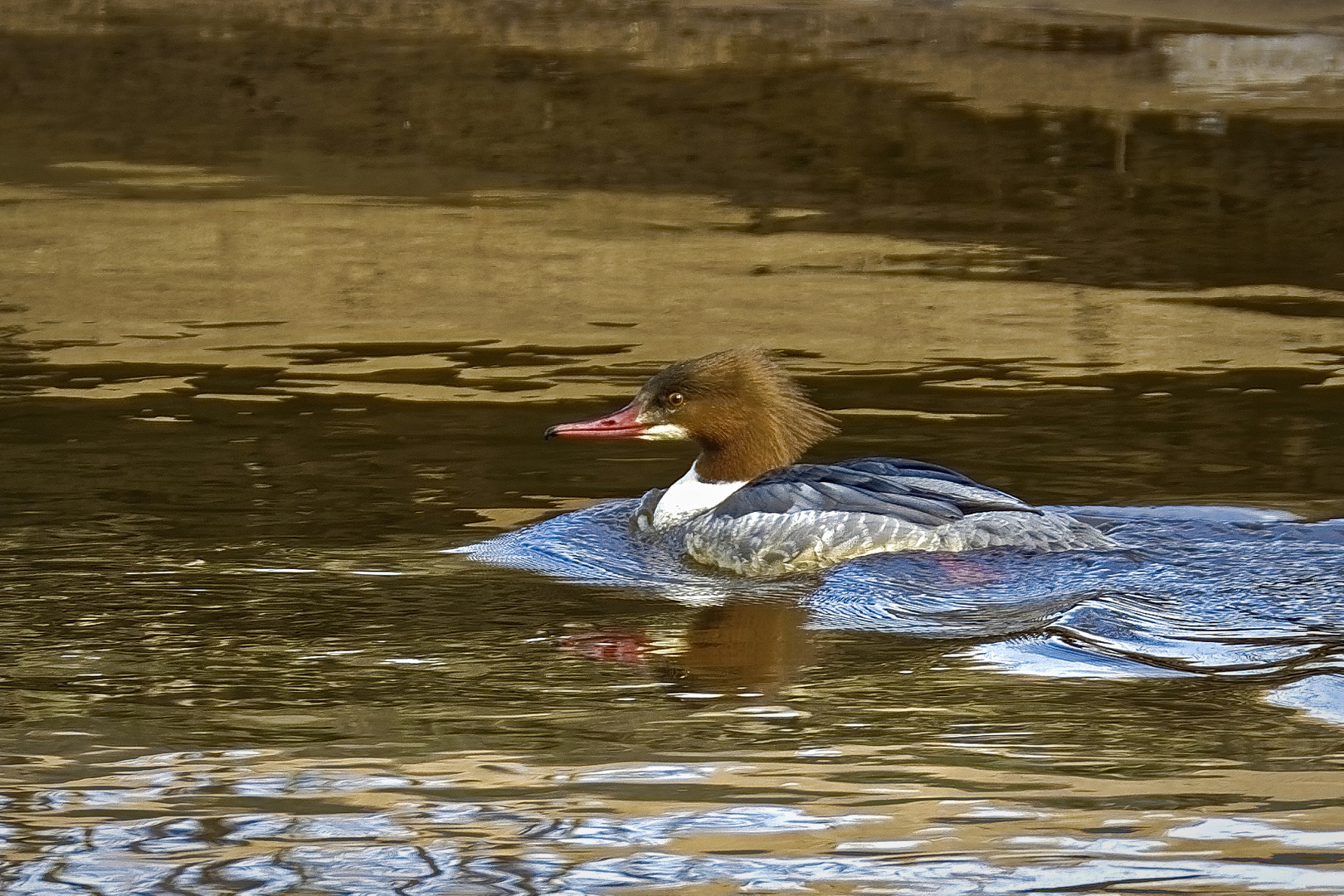 Gänsesäger