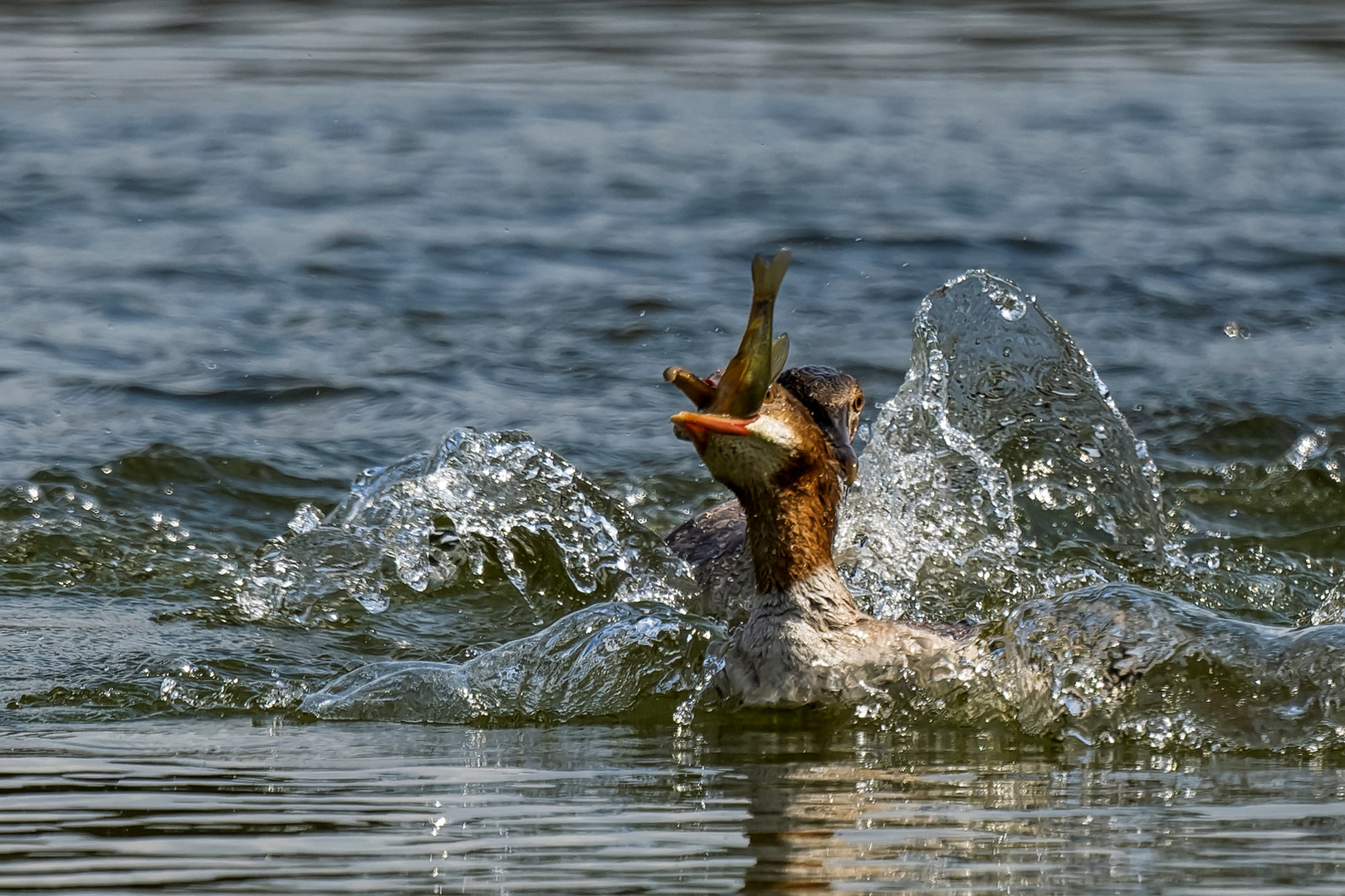 Gänsesäger, die äußerst geschickte Fischjäger sind.