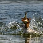 Gänsesäger, die äußerst geschickte Fischjäger sind.