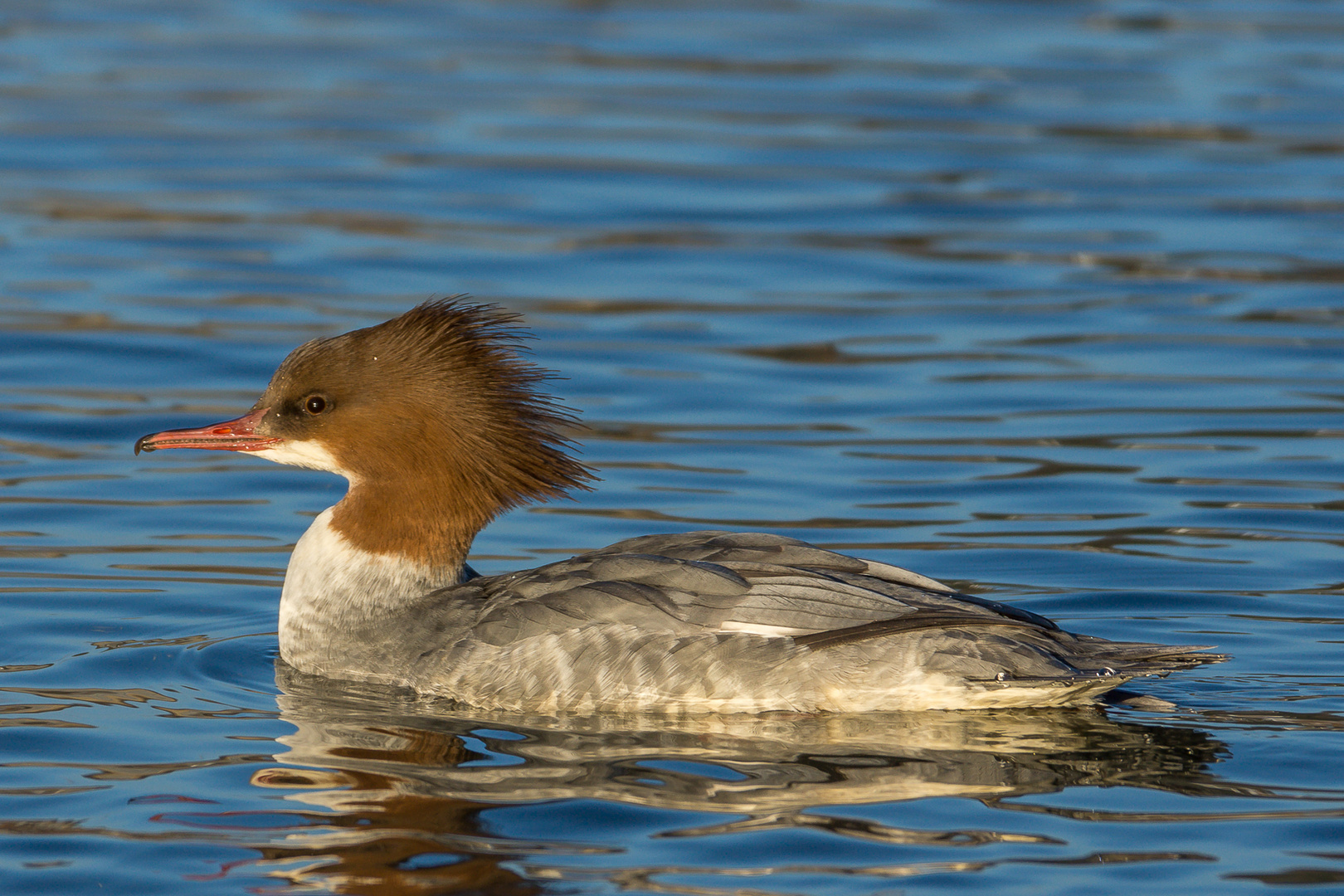 Gänsesäger-DSC09577