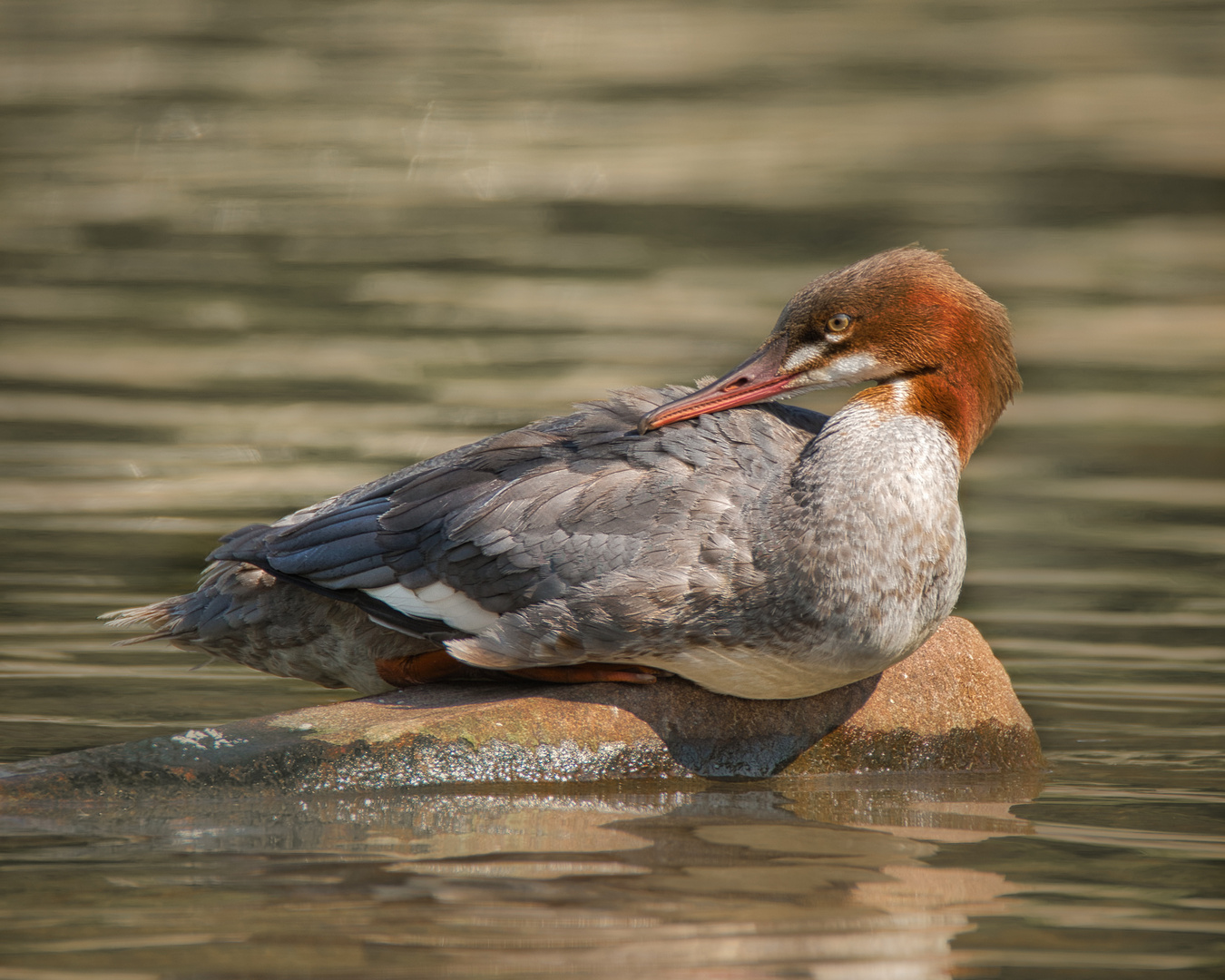 Gänsesäger