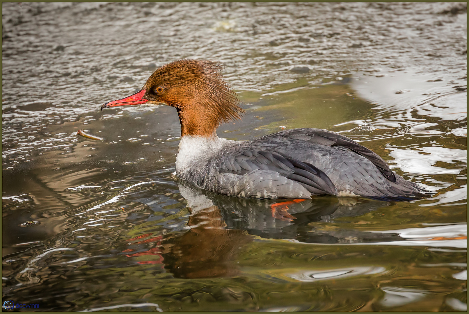 Gänsesäger