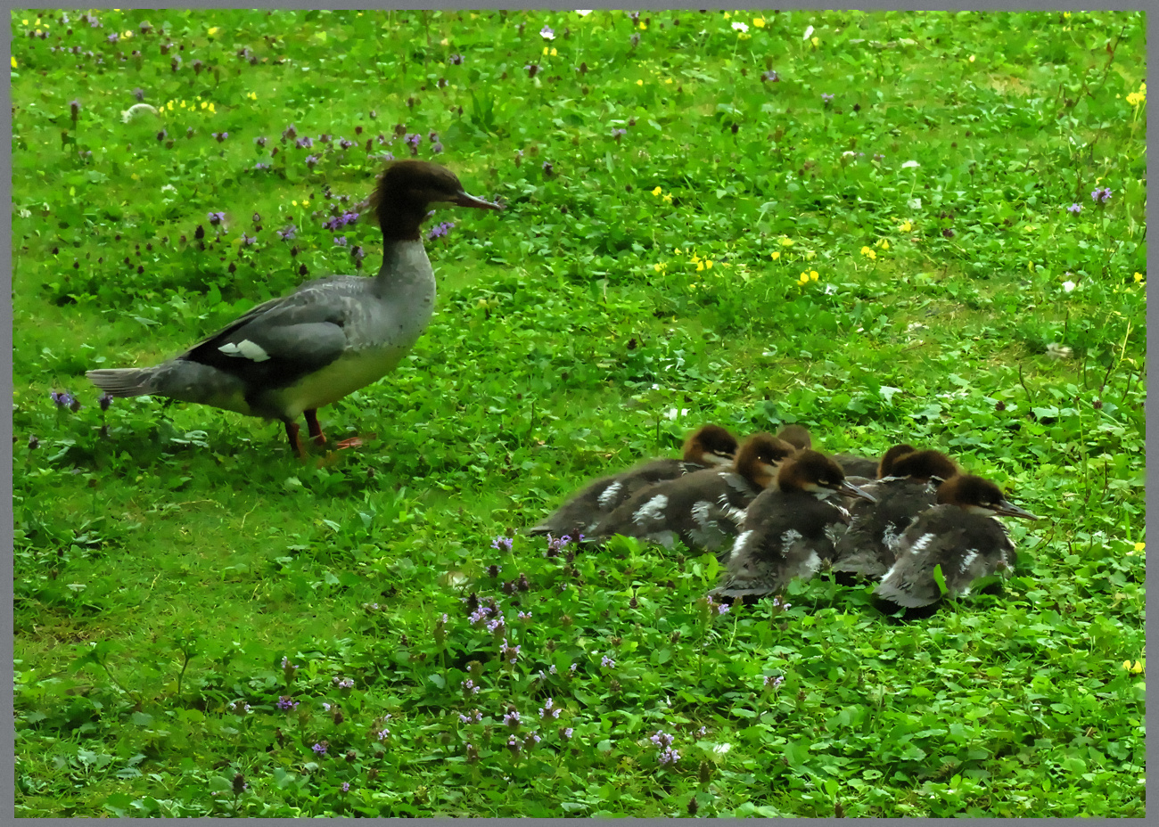 Gänsesäger  