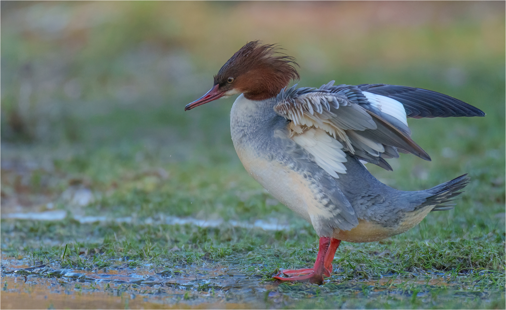 Gänsesäger