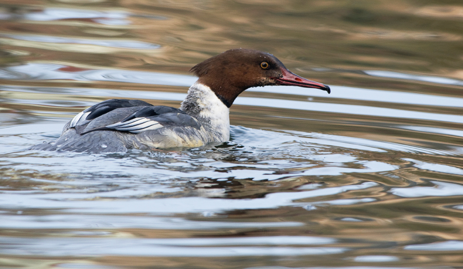 Gänsesäger